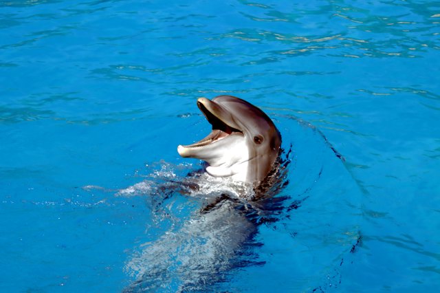 Delfino