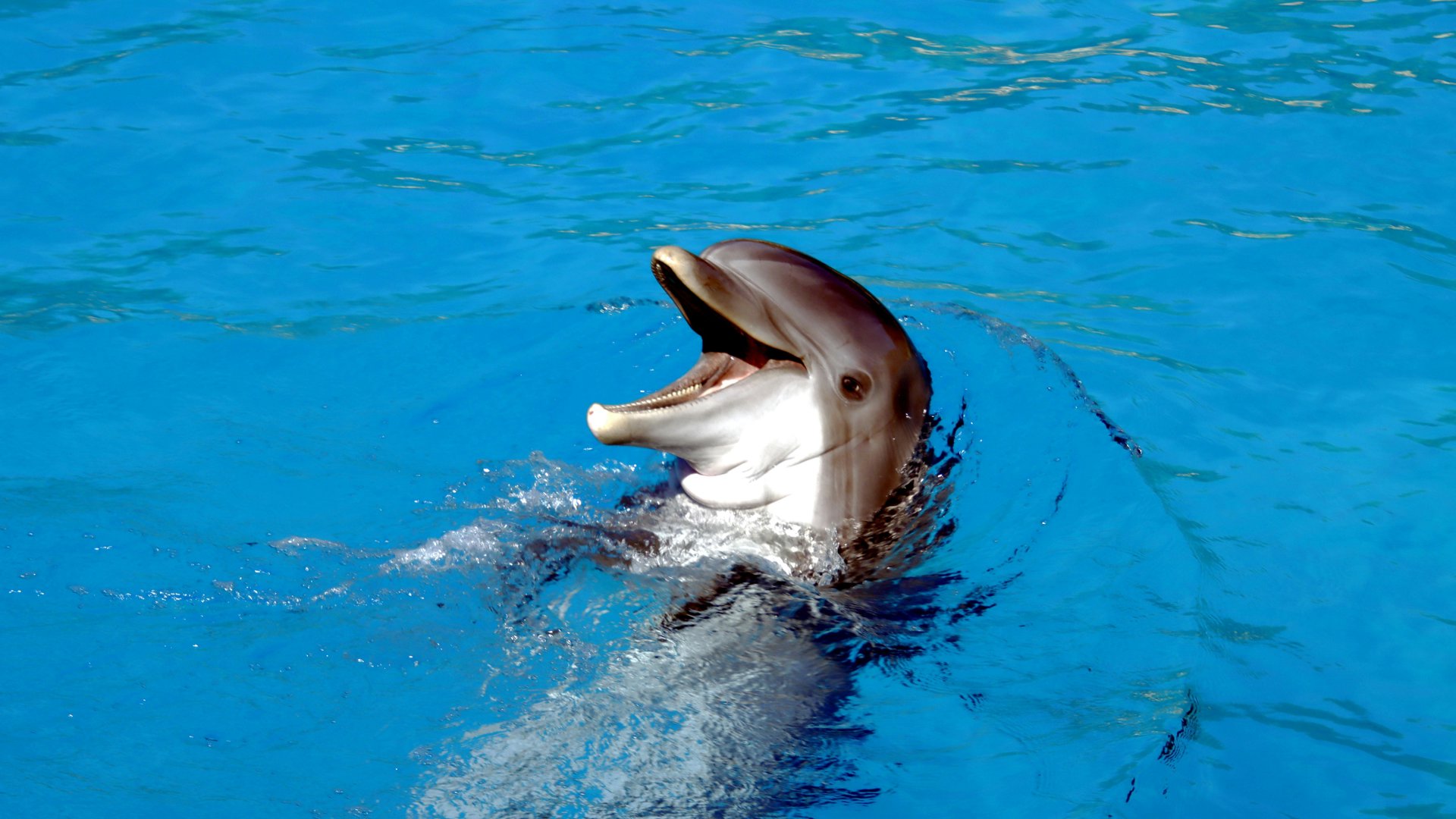 Delfino