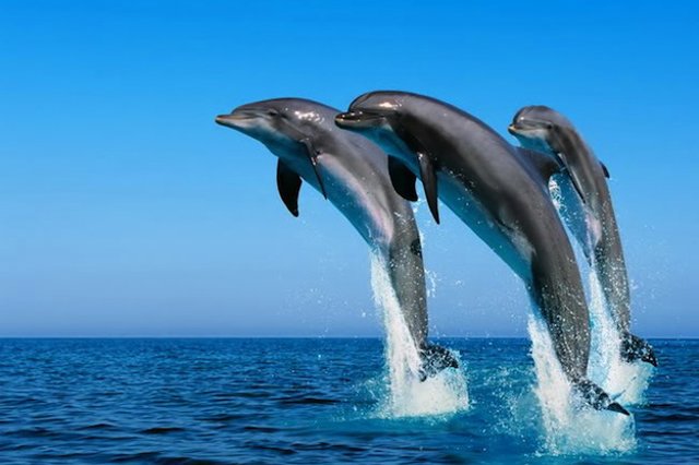 Nuotando con i delfini