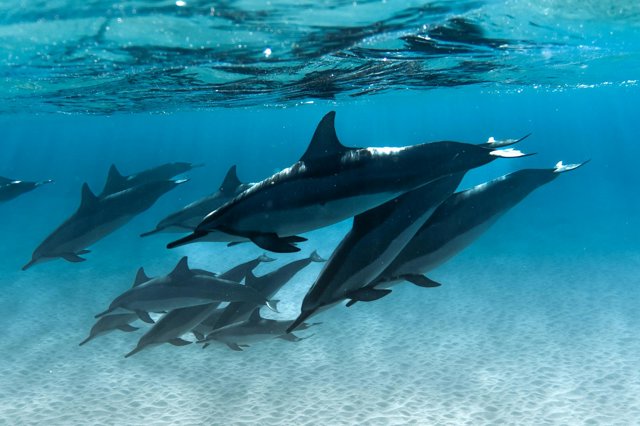 Nuotare con i delfini in acqua cristallina